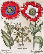 Papaver laciniatum, Hortus Eystettensis, 1613