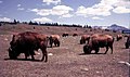 Bison di Alberta