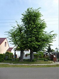 Die Torulmen nach einem Zierschnitt im April 2014 und begrünt im Mai 2015