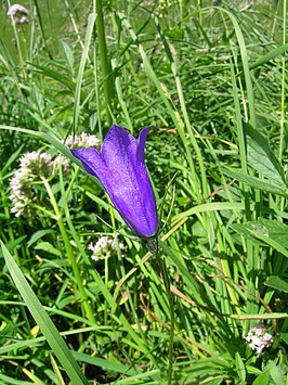 Campanula scheuchzeri