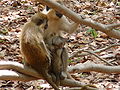 Grüne Meerkatzen Green Monkey