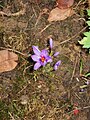 Crocus ligusticus opening