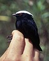 Witkruinmanakin Pseudopipra pipra