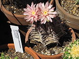 Çiçekte Gymnocalycium mihanovichii