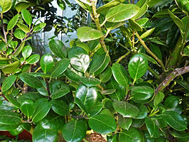 Ilex perado