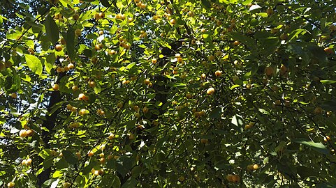 Fruits in Budapest garden