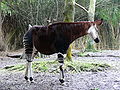 Okapi (Okapia johnstoni)