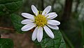 Olearia tomentosa