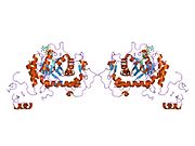 1nfb: Ternary complex of the human type II Inosine Monophosphate Dedhydrogenase with 6Cl-IMP and NAD