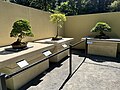 Pacific Bonsai Museum