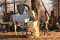 Pferd auf Farm Makam, Namibia