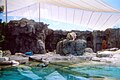 Polar Bear at Sea World, Gold Coast, Queensland