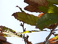 Sawtooth Oak (Quercus acutissima)