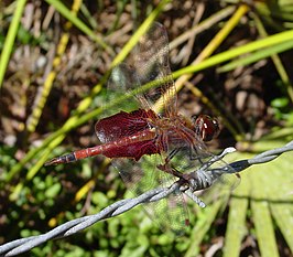 Tramea carolina