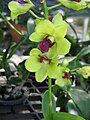 Dendrobium cultivar close-up