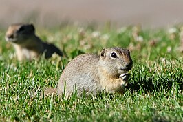 Urocitellus elegans