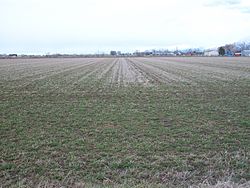 An agricultural field in West Weber, March 2011