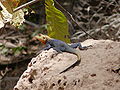 Siedleragame Agama lizard