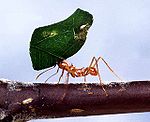 Eine Blattschneiderameise auf einem Ast trägt ein Blatt