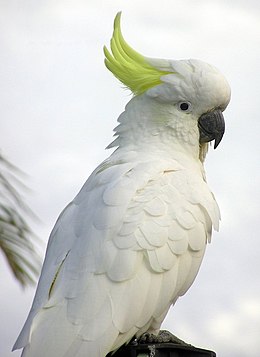 Sárgabóbitás kakadu (Cacatua galerita)