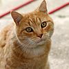 Street cat shot in the botanical gardens in Buenos Aires, Argentina