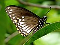 Form clytia Underside