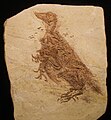 Confuciusornis sanctus fossil.jpg