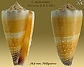 Conus muriculatus Sowerby, G.B. I, 1833