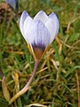 Crocus 'Blue Pearl' close-up