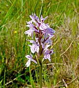 Geflecktes Knabenkraut (Dactylorhiza maculata)