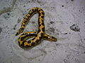 Egyiptomi homokiboa (Gongylophis colubrinus)