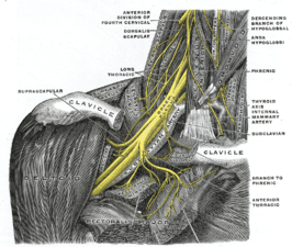 De rechter plexus brachialis met de korte takken, vooraanzicht.