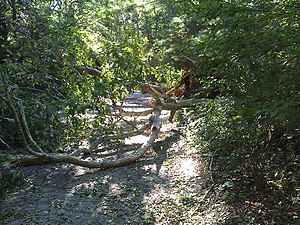 Two trees toppled by Irene in coastal Massachusetts