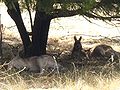 Kangaroos