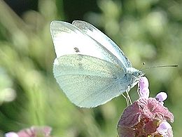 Répalepke (Pieris rapae)