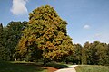 Tulpenbaum im Schlosspark La Hulpe, Belgien