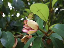 Άνθος και φύλλα της Magnolia figo.