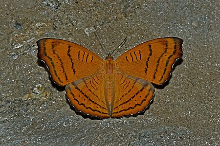 Dorsal view