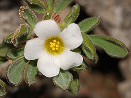 Oxalis virginea