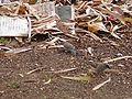 Graukopfsperling Grey-headed Sparrow