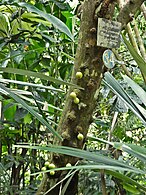 Trunk with unripened fruit