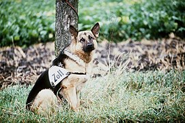 Polizeihund mit Kennzeichnungsweste