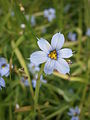 Sisyrinchium angustifolium close-up