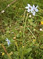 Sisyrinchium angustifolium