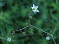 Spergula arvensis on the german island Hiddensee, Photo by Kristian Peters