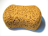 Sponge