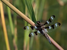 Twelve-spotted Skimmer