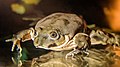 Titicaca-Riesenfrosch (Telmatobius culeus) im Zoo von Prag