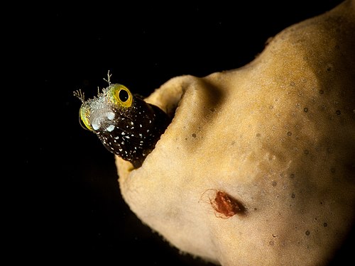 Acanthemblemaria spinosa, the spinyhead blenny, by q-phia