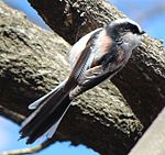 Feather with long tailed